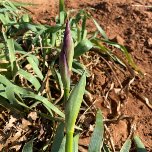 Irises