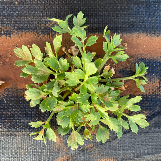 Ranunculus