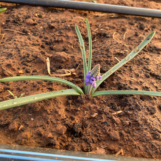 Muscari