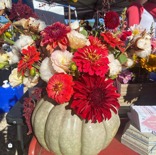 Malta Farms Pumpkins