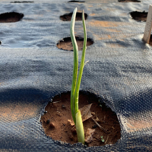 Allium