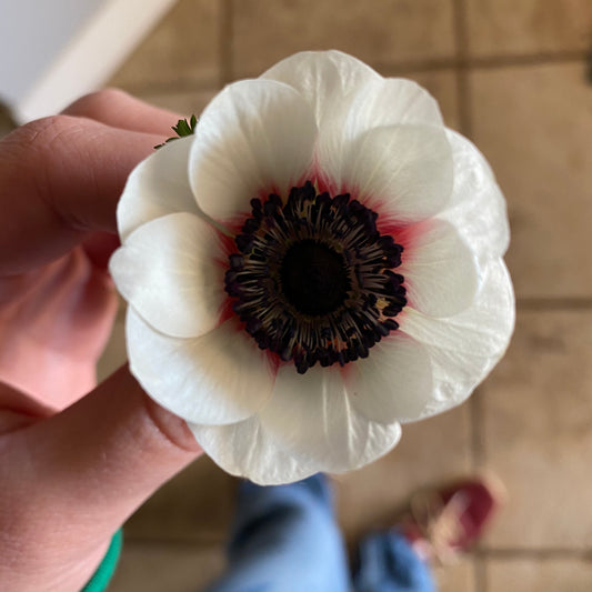 Anemones