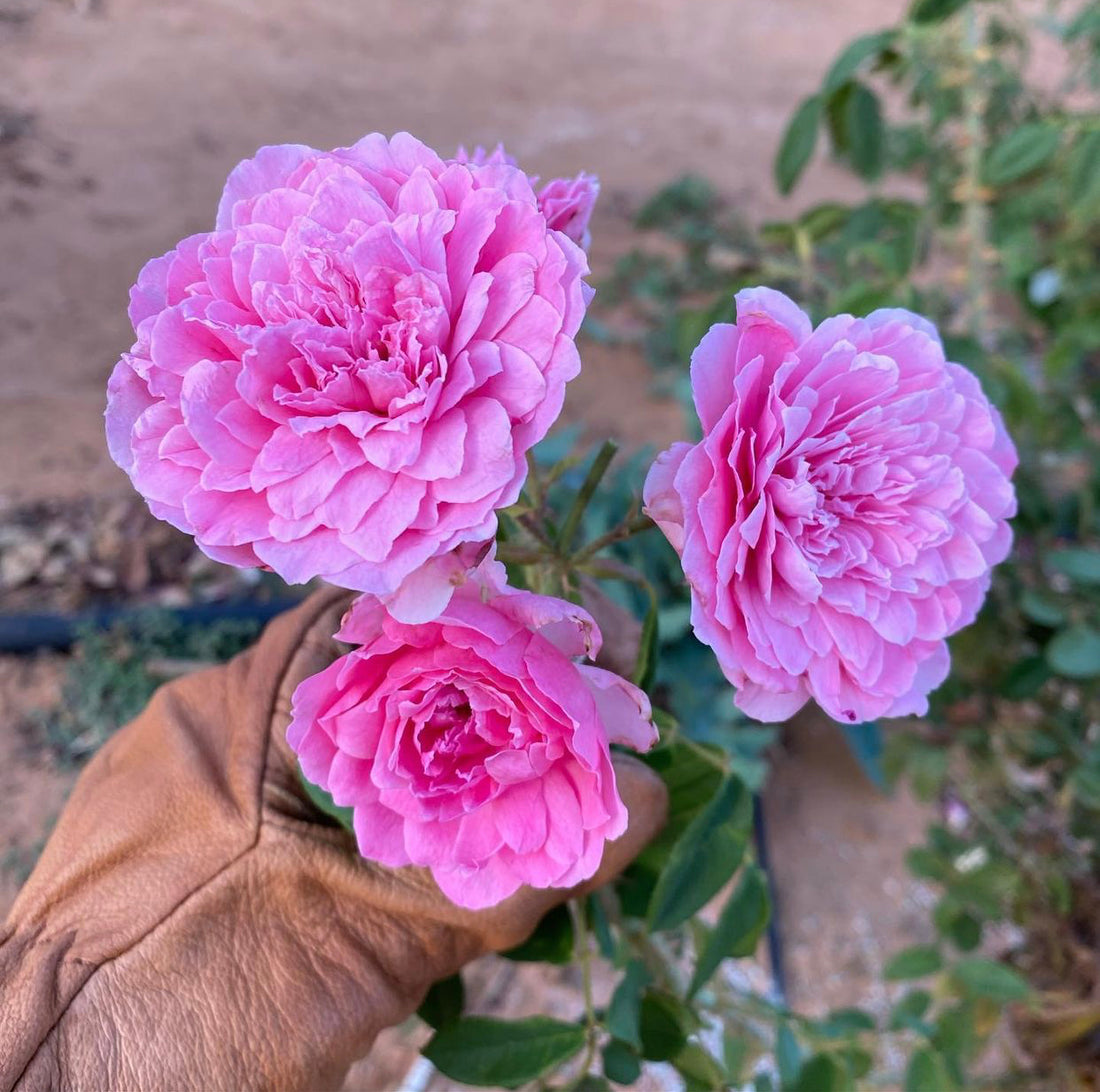 Show Off Those Blooms