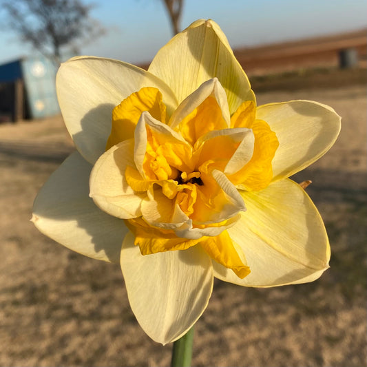 Heirloom Narcissus