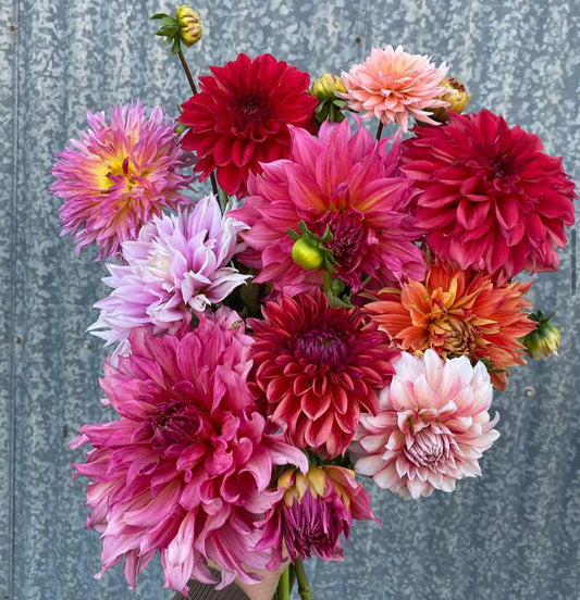 Need Dahlias?