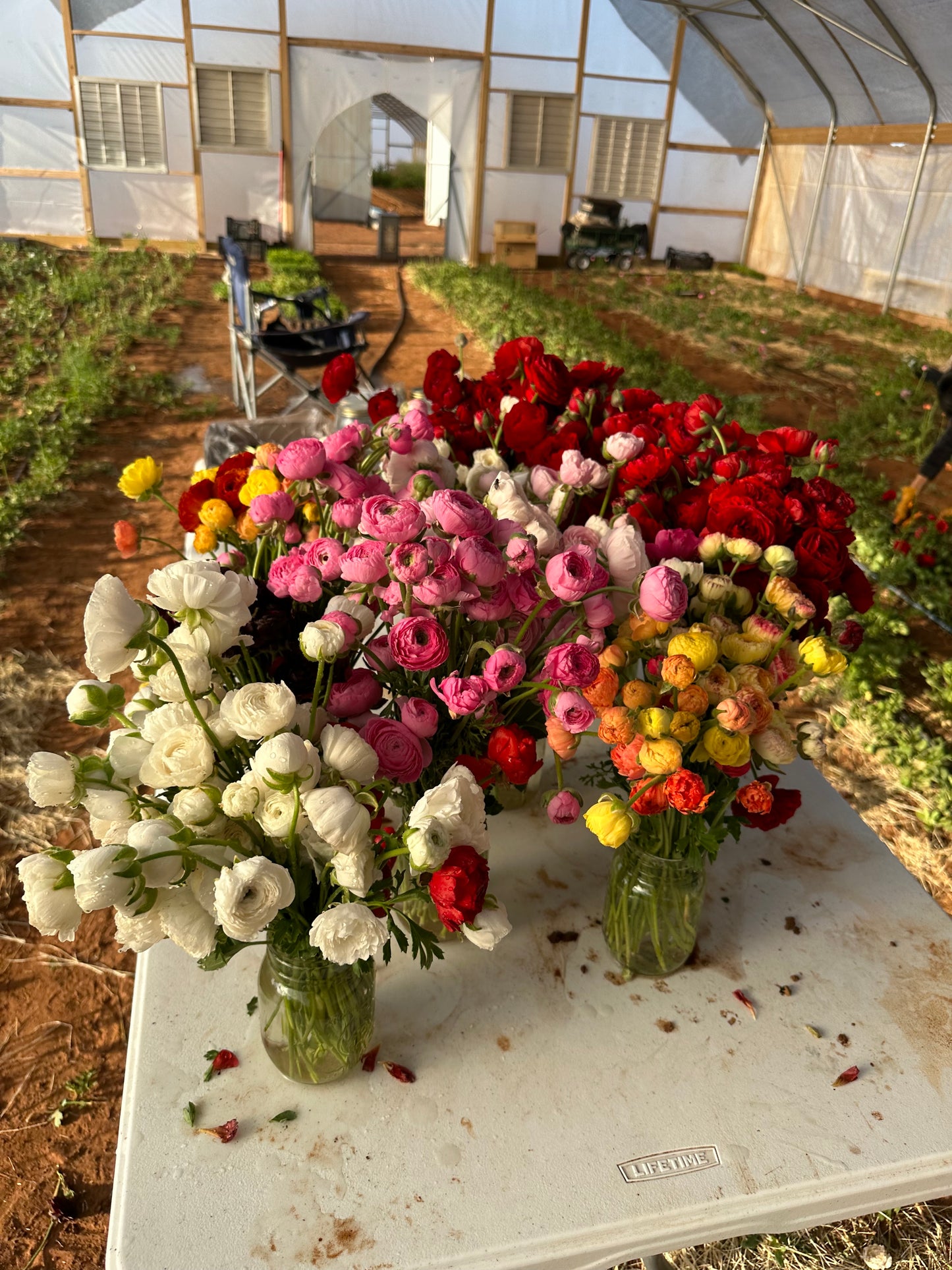 Ranunculus Amandine - 20 Corms
