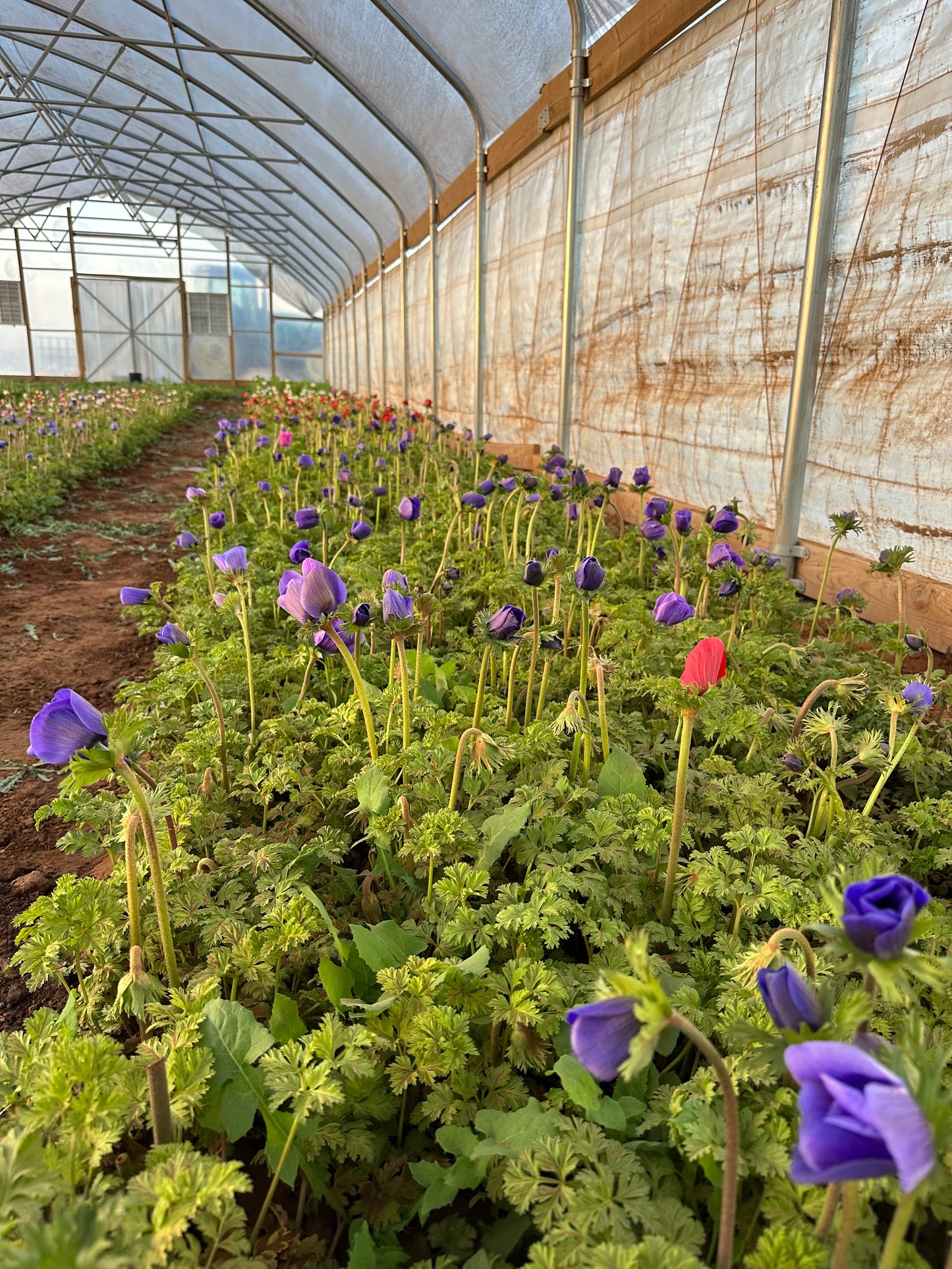 Anemone - 20 Corms
