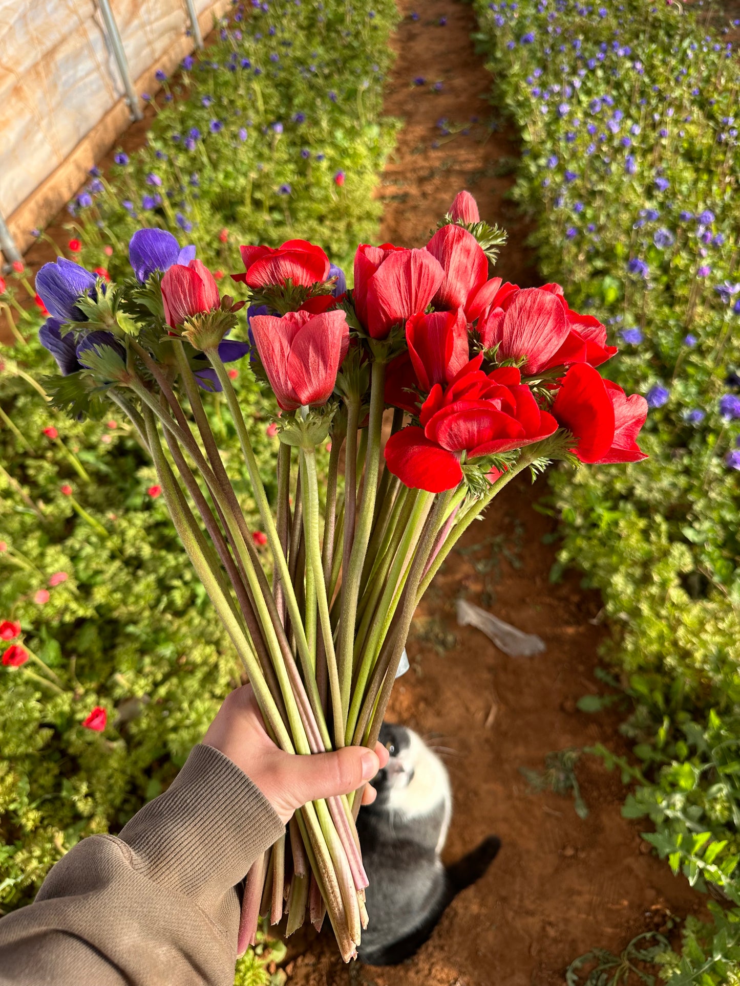 Anemone - 20 Corms