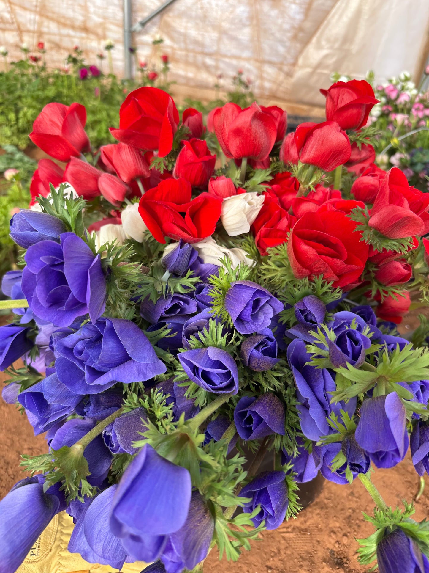 Anemone - 20 Corms