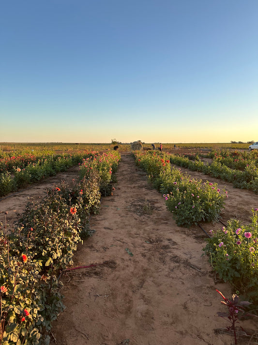 You-Pick Jar of Flowers