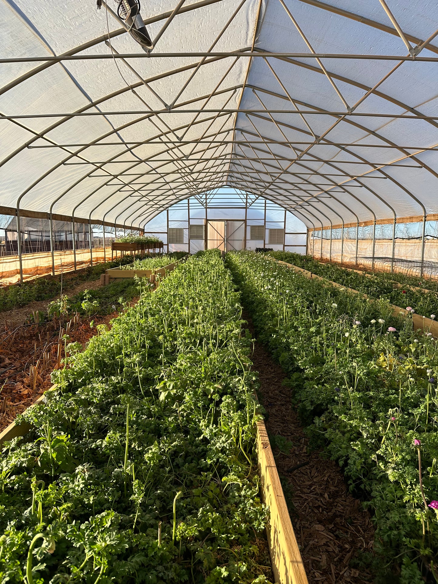 Spring VIP High Tunnel You-Pick