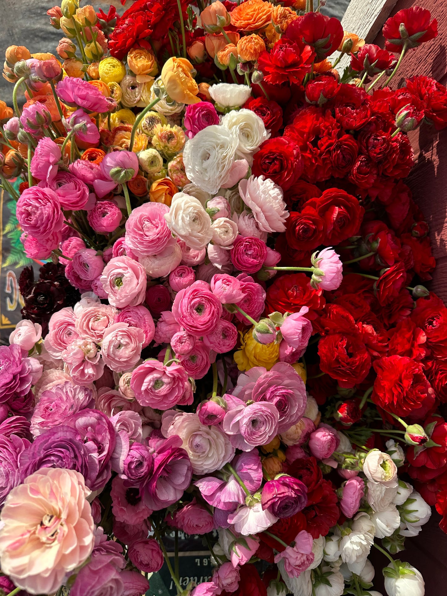 Ranunculus Amandine - 20 Corms