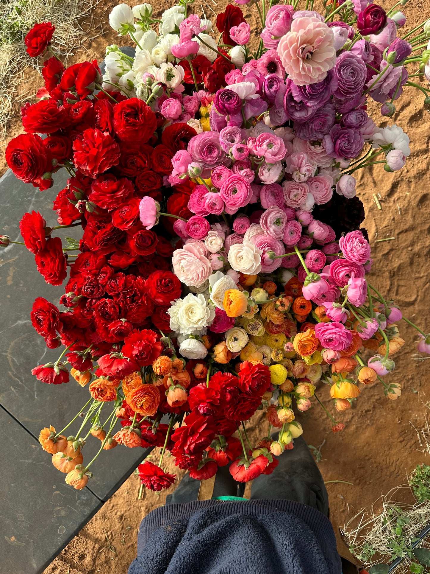 Ranunculus Amandine - 20 Corms