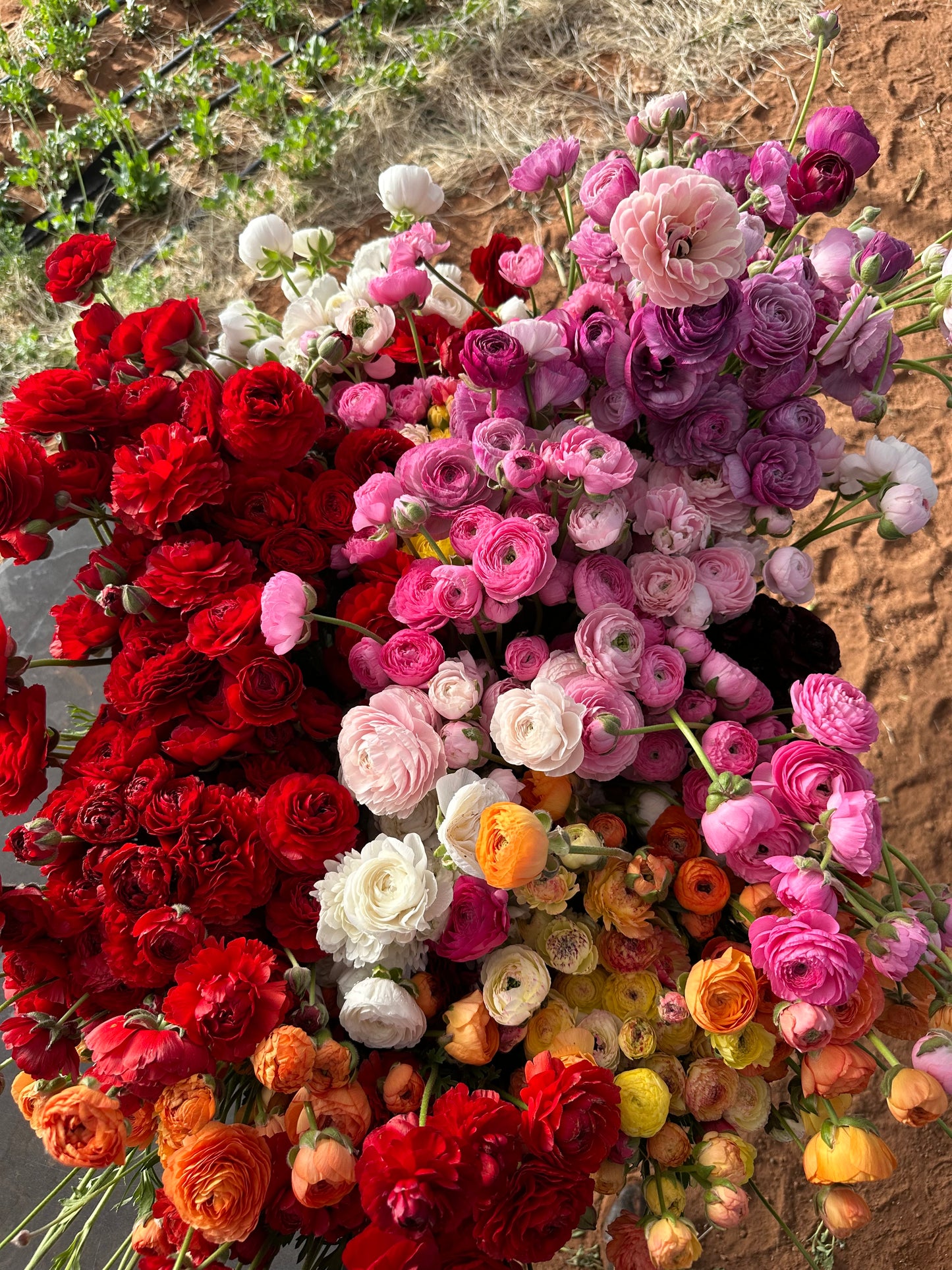 Ranunculus Amandine - 20 Corms