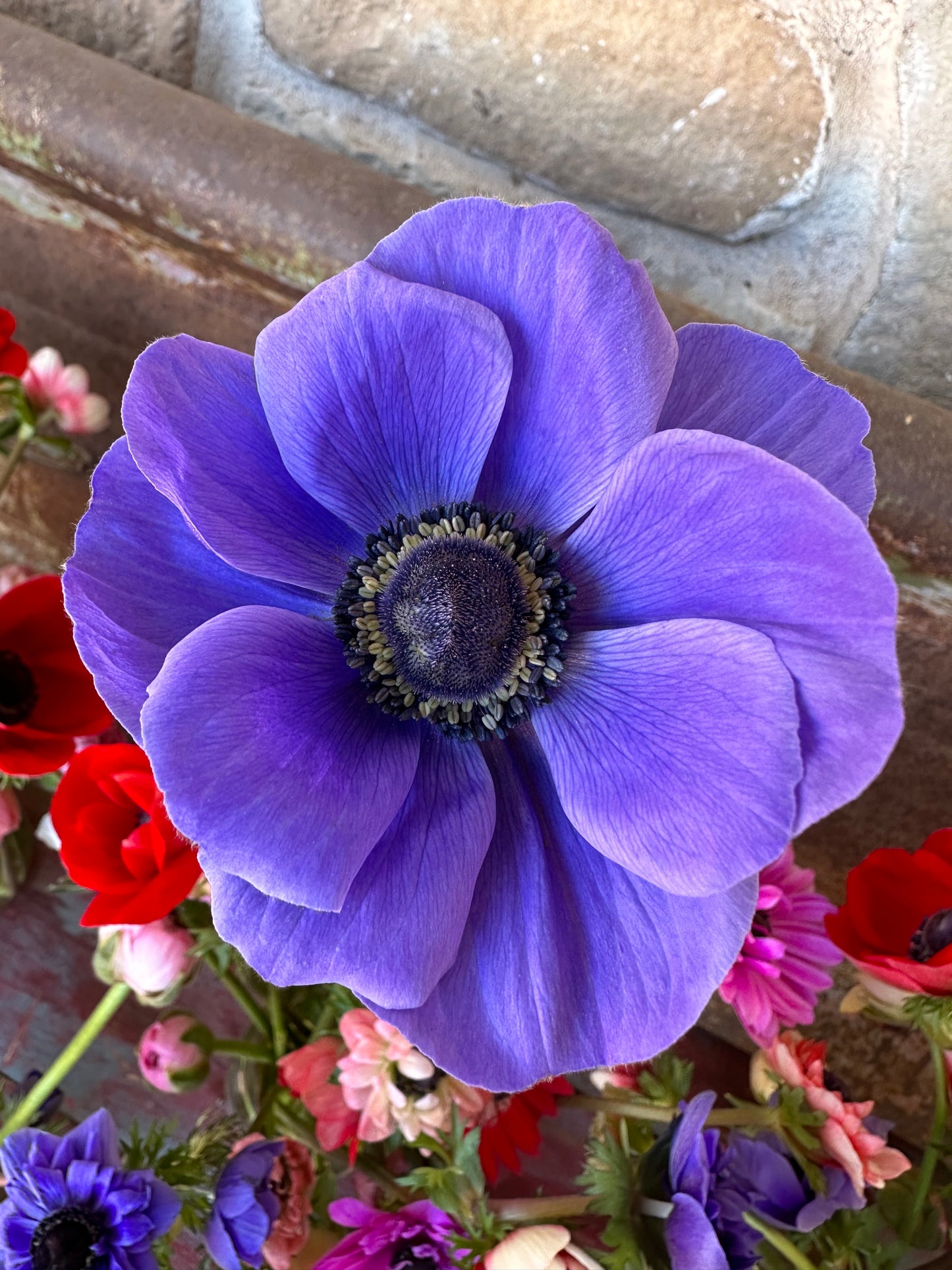 Anemone - 20 Corms