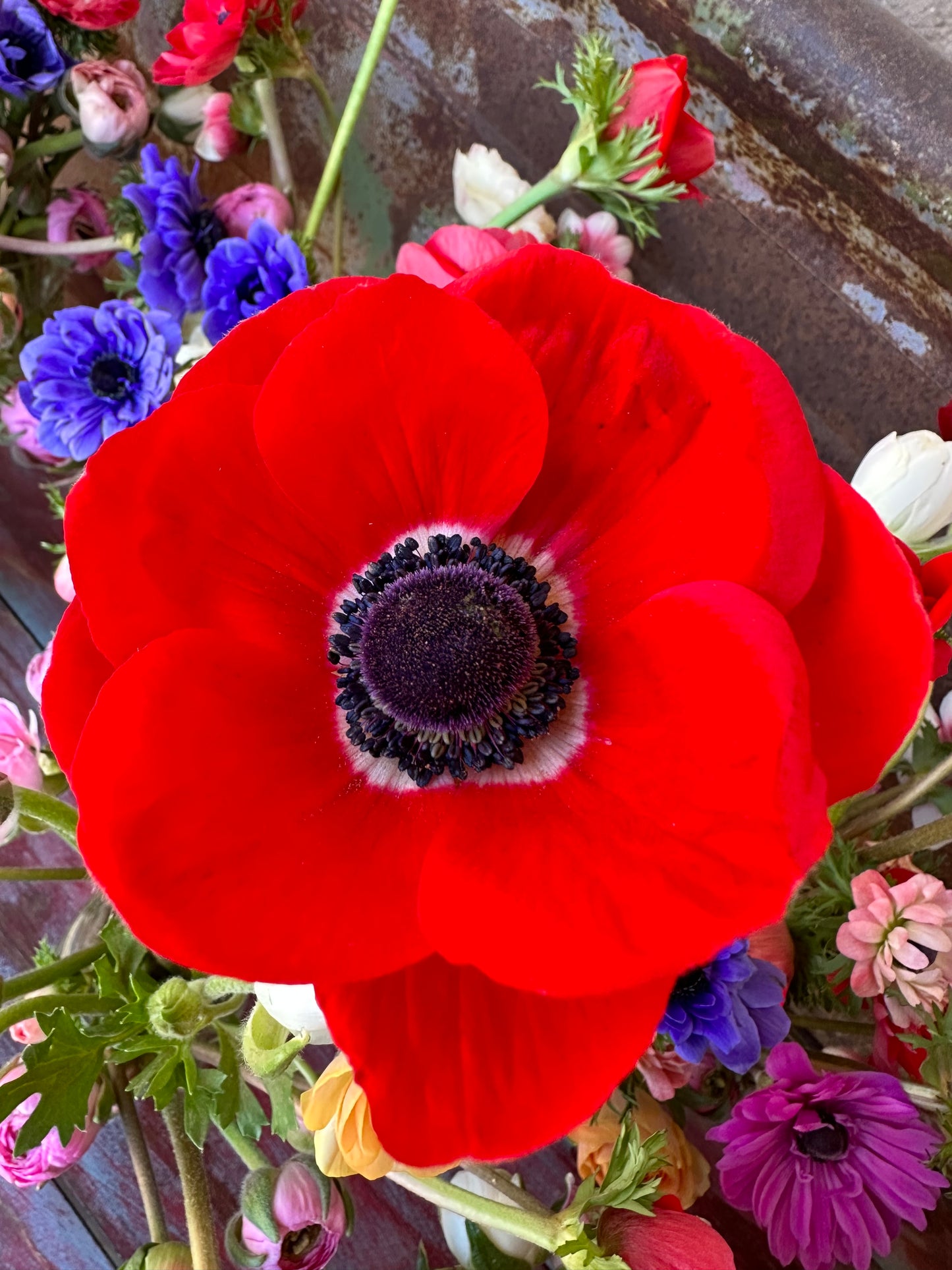 Anemone - 20 Corms