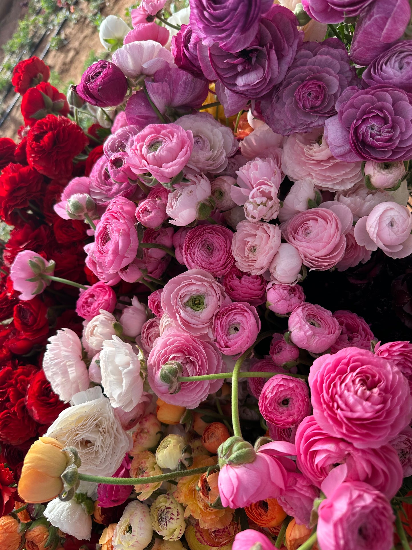 Ranunculus Amandine - 20 Corms