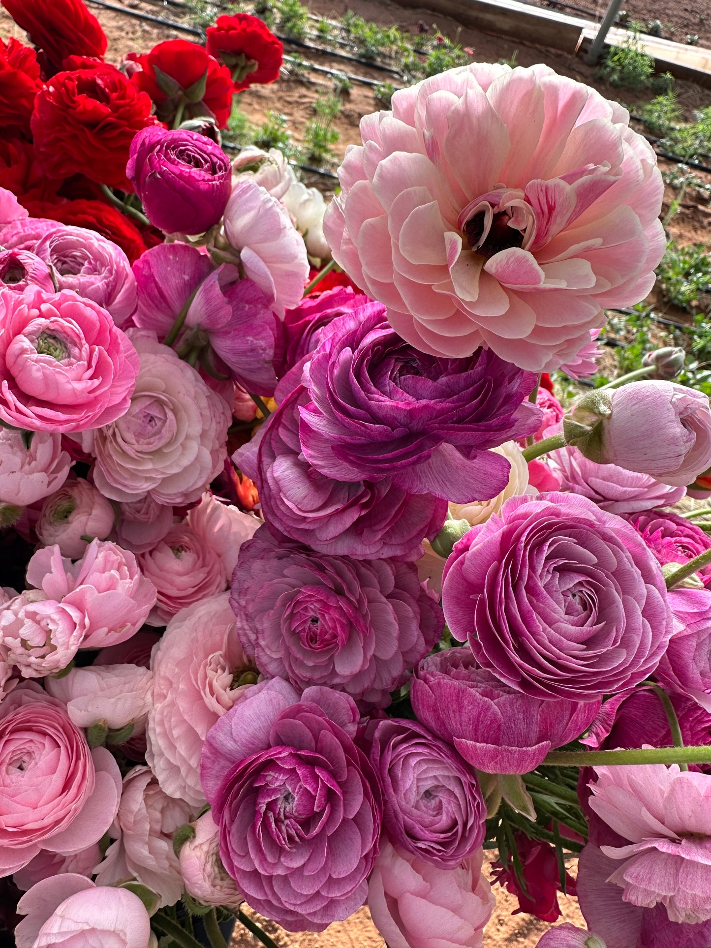 Ranunculus Amandine - 20 Corms