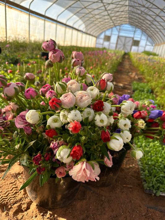Spring High Tunnel You-Pick