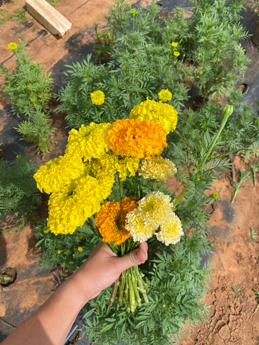 Marigolds