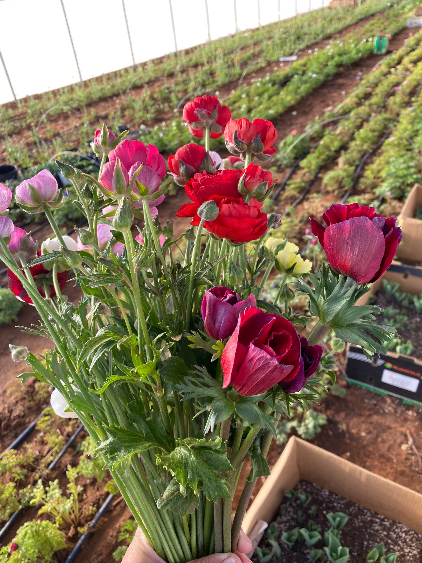 Spring Flower Bouquet Subscription