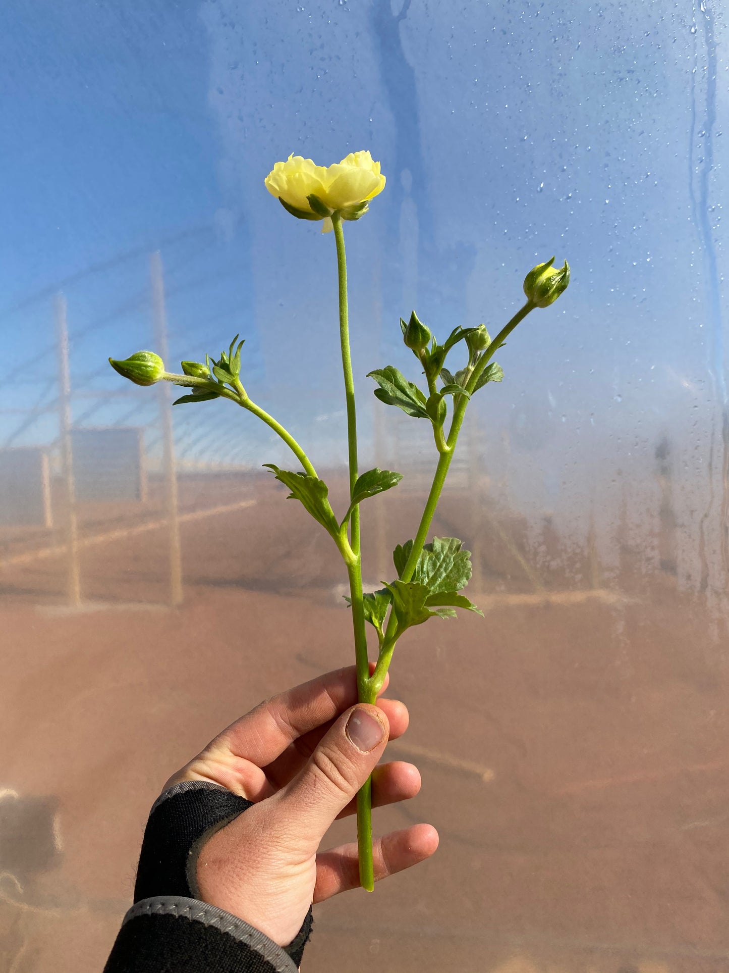 Butterfly Ranunculus