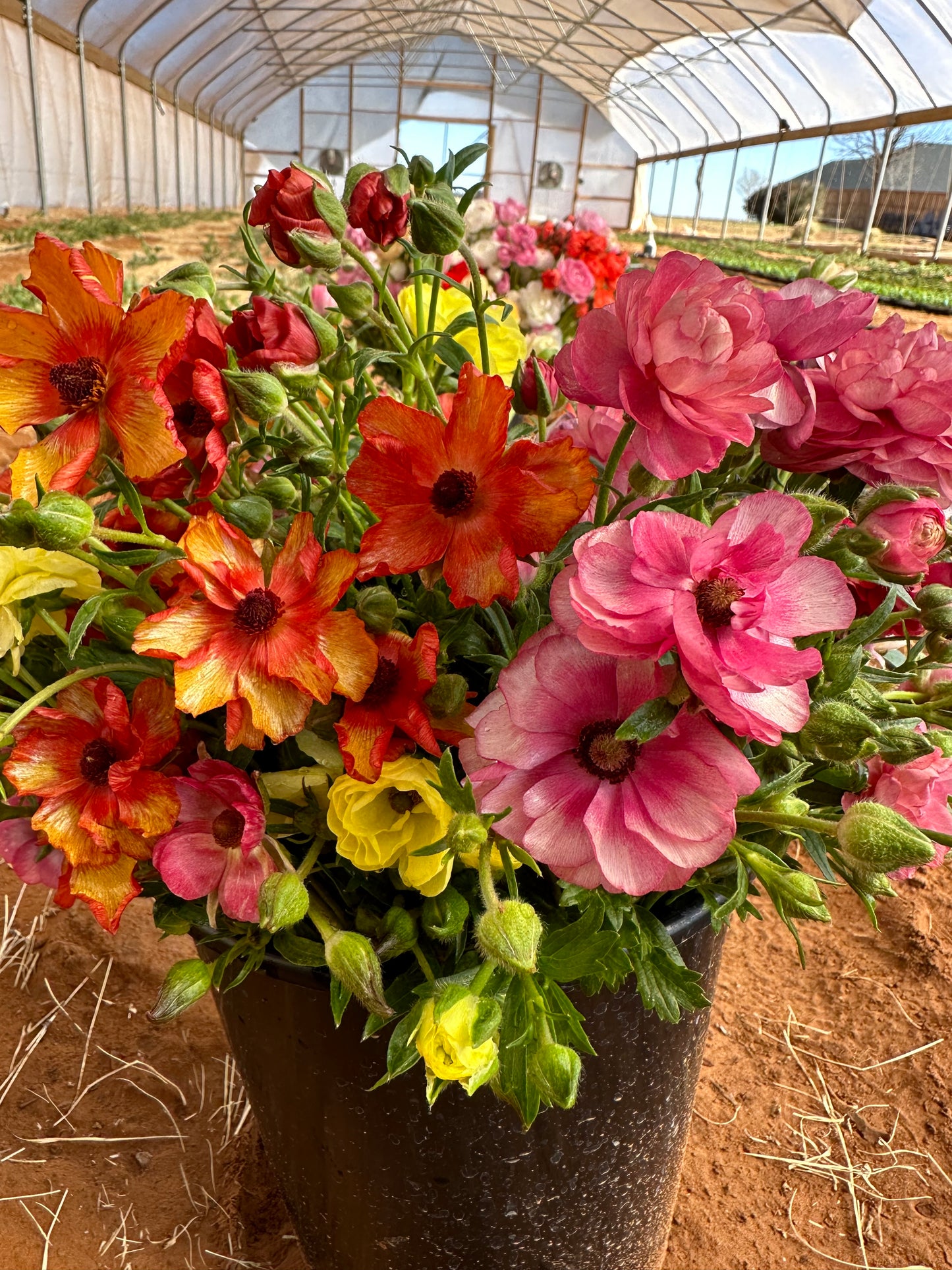 Ranunculus Butterfly - 10 Corms