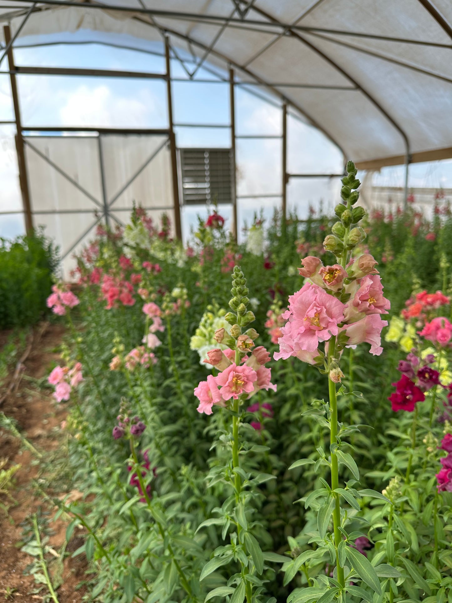 Spring Flower Bouquet Subscription