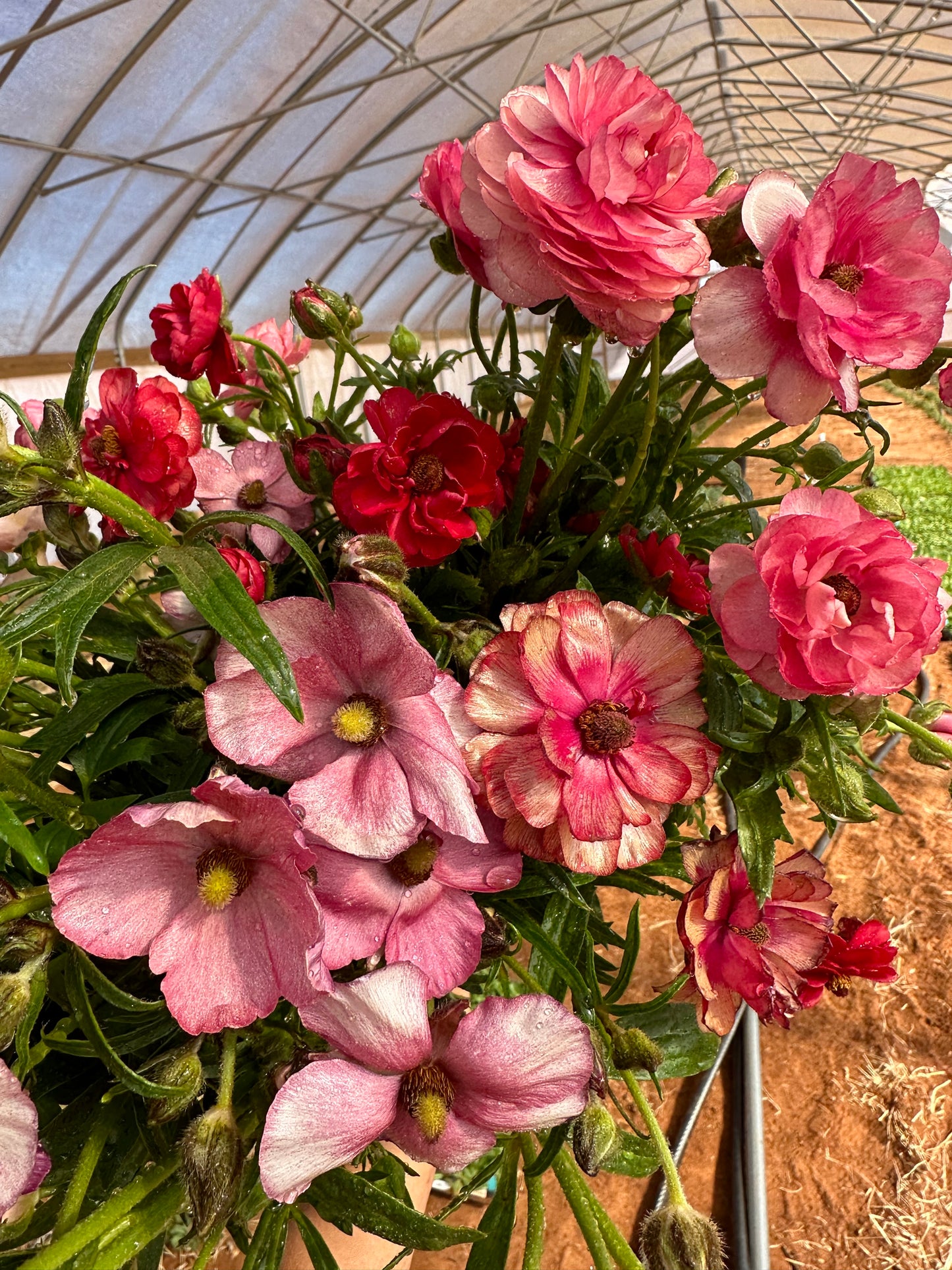 Ranunculus Butterfly - 10 Corms