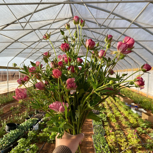 Spring Flower Bouquet Subscription