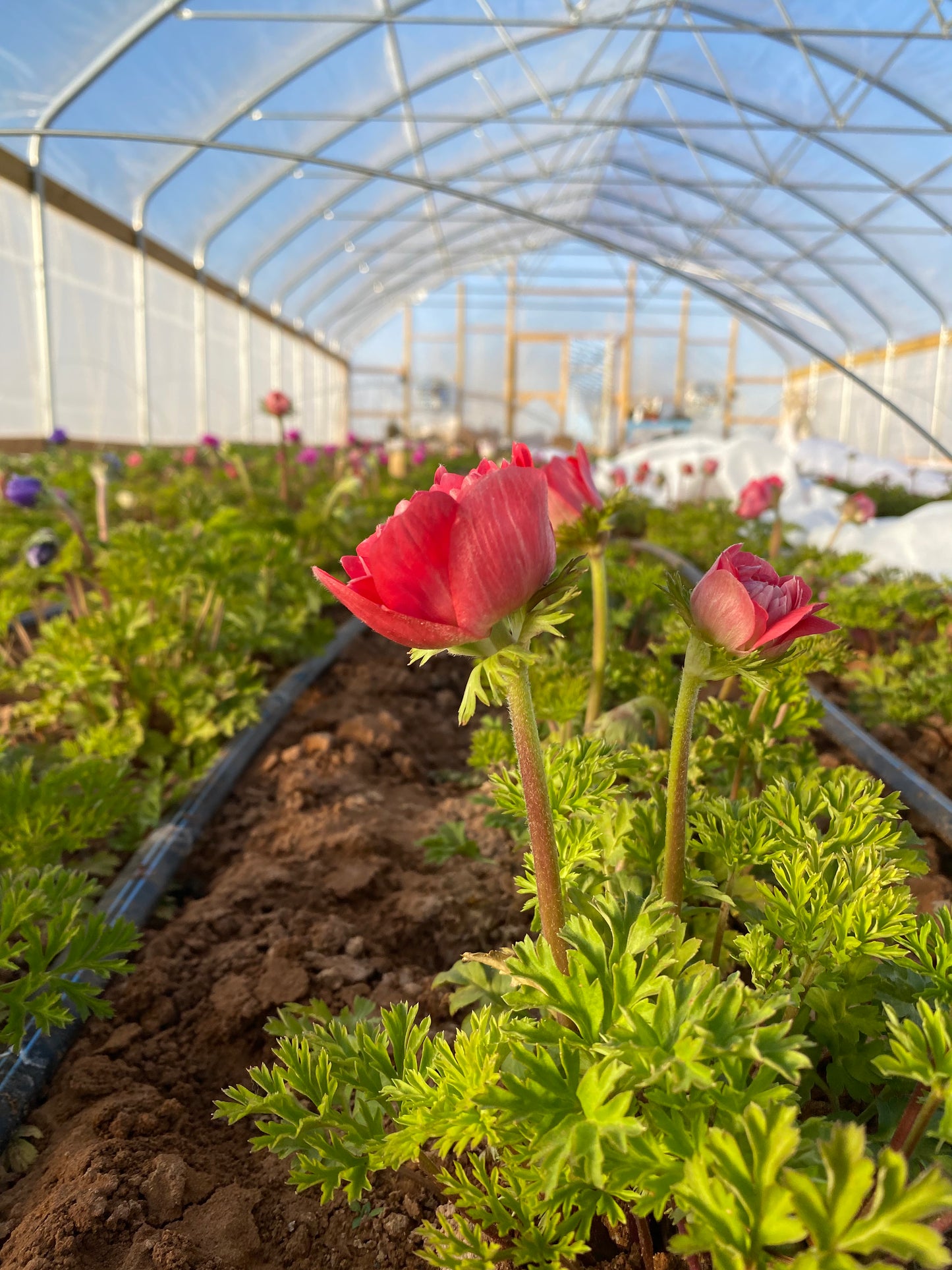 Planting Class