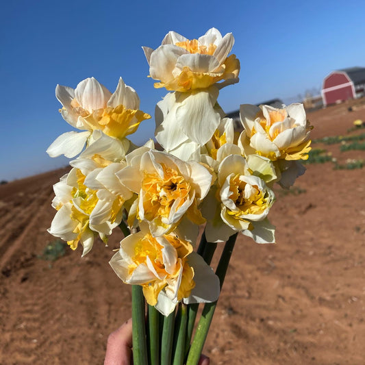 Daffodil Replete - 15 bulbs