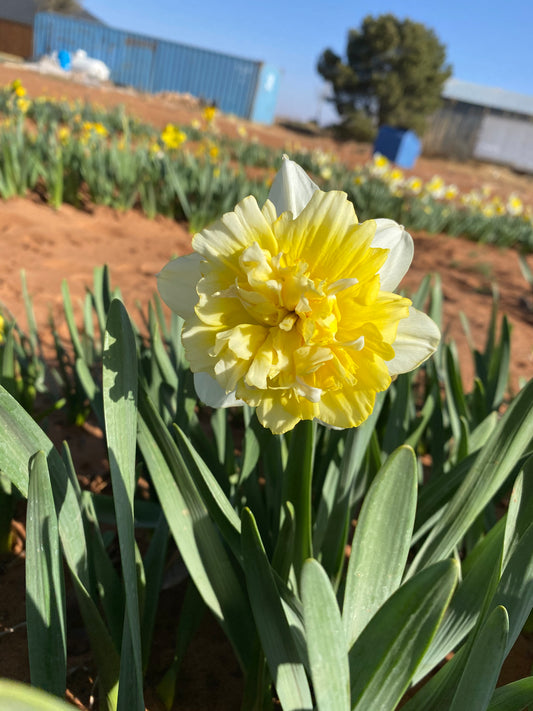 Daffodil Ice King - 15 bulbs