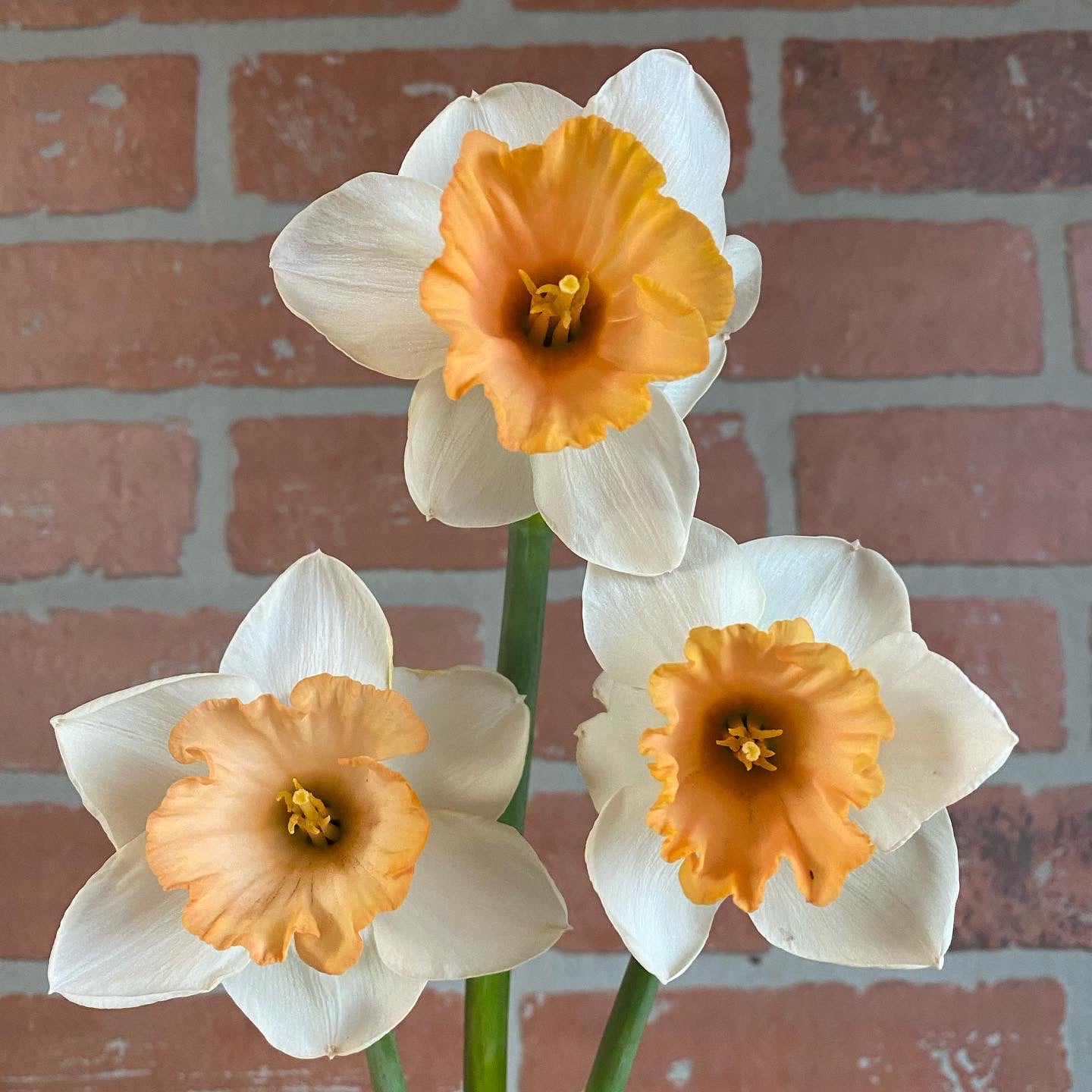 Daffodil Chromacolor - 15 bulbs