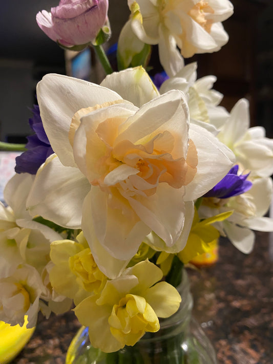 Daffodil Delnashaugh - 15 bulbs